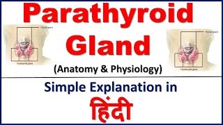 Parathyroid Gland Anatomy amp Physiology Simple Explanation  Endocrine System  Bhushan Science [upl. by Agem451]