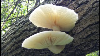 Elm Oyster Mushrooms Hypsizygus Ulmarius Foraging [upl. by Aneehc]