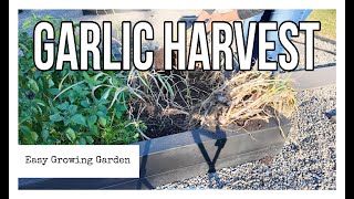 Garlic Harvest and Curing Setup Plus More Seeding In The Raised Bed [upl. by Eissac]