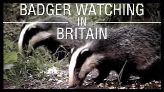 Badger Watching in Britain [upl. by Carolyn654]