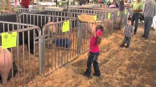 Farm kids amp their pigs [upl. by Navonod]