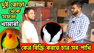 দুই জোড়া ককাটেল থেকে গড়ে উঠেছে খামার  কম দামে বিক্রি হবে সব পাখি  লাভ বার্ড ককাটেল বাজরিকা [upl. by Thorley]