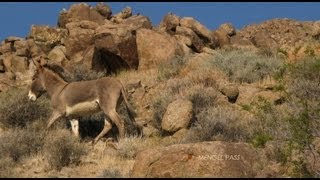 JACKASS MATING RITUAL IN DEATH VALLEY [upl. by Matthew]