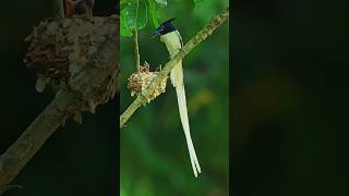 Flycatcher feeding  Canon R5 shorts ytshorts [upl. by Gawlas]