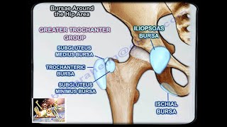 Bursae Around The Hip Area  Everything You Need To Know  Dr Nabil Ebraheim [upl. by Sutsugua555]