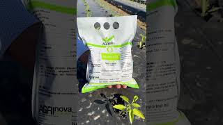 Fertilizer for Pepper crop in California agriculture farming fertilizer [upl. by Tayler696]