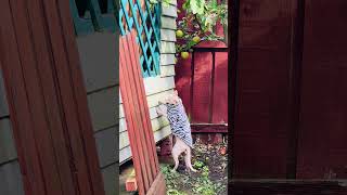 Flycatcher 🤣 shortvideo cat sphynxworldwide kitten catbreed sphynxworld [upl. by Einohpets]