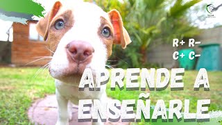 CONDICIONAMIENTO OPERANTE en Adiestramiento Canino◄ [upl. by Delorenzo]