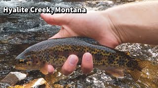 Hyalite Creek MONTANA Fly Fishing  Dry Dropper Fishing [upl. by Mcnully]