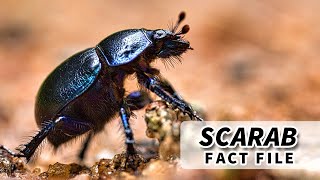 Scarab facts BEETLES of the SCARABAEIDAE family  Animal Fact Files [upl. by Avad]