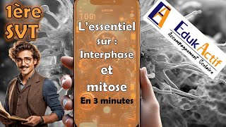 Lessentiel sur linterphase et la mitose en 3 minutes  Première spécialité SVT [upl. by Vogele]