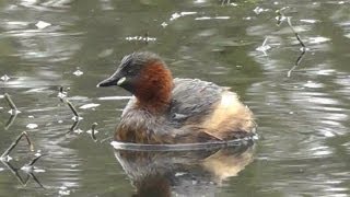 Little Grebe on Tehidy Woods Lake  Dabchick  Grèbe Castagneux [upl. by Thurman]