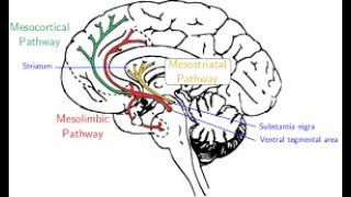 Geodon Ziprasidone for Schizophrenia and Bipolar Disorder [upl. by Flita]