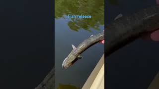 Pickerel release fishing [upl. by Aidroc]