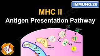 Antigen Processing and Presentation PART II MHC II Antigen Presentation Pathway FLImmuno26 [upl. by Gainor765]