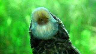 How a plecostomus eats algae [upl. by Aeriel]