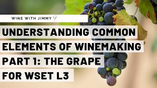 WSET Level 3 Wines  Understanding the Common Elements of Winemaking Part 1 The Grape [upl. by Eniamrej]