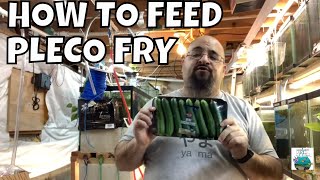 HOW TO FEED PLECO FRY AND MAKE YOUR PLECO FRY GROW FAST [upl. by Meridel]