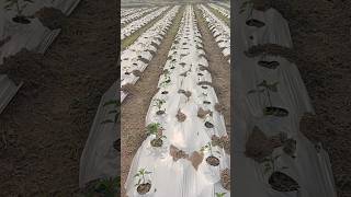 Capsicum Cultivation capsicum cultivation agriculture farming farmer farmers 👳👳👳 [upl. by Elleina]