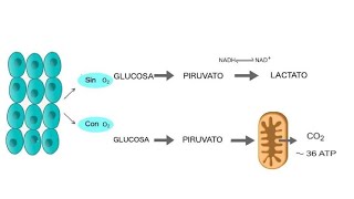 Glucolisis Aerobia vs Anaerobia [upl. by Jeffery]