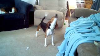 Crazy Howling Beagle featuring Snooty [upl. by Macrae]