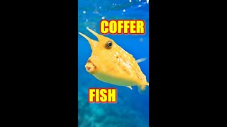 Longhorn CowfishCoffer Fish [upl. by Aniteb938]