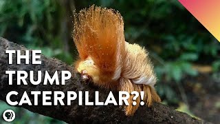 This Rainforest Caterpillar Looks Like Donald Trump [upl. by Pratt]