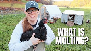 Why Chickens Lose Their Feathers Molting Explained 2024 [upl. by Enilra425]