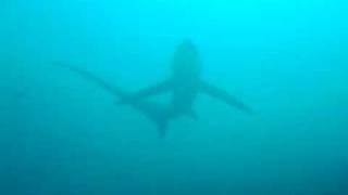 Thresher shark a rare sight [upl. by Htomit]