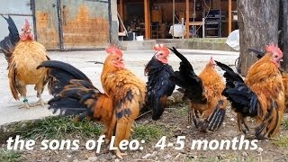 Ayam Serama Bulgaria  Malay Leo amp sons [upl. by Einad]