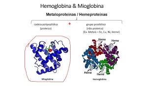 Aula Hemoglobina e Mioglobina [upl. by Hsoj]