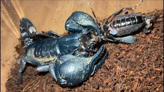 Asian forest scorpion Heterometrus spinifer hunt amp eat black cricket [upl. by Yud140]