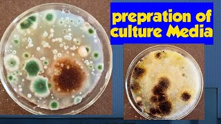 culture Media preparation Fungal growth  microbiology practical shorts [upl. by Clapp]