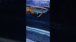 🦐🦐Arowana feeding 🦐🦐 [upl. by Alhsa]