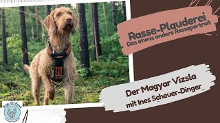 Der Magyar Vizsla Rasseportrait mit Ines ScheuerDinger [upl. by Laine]