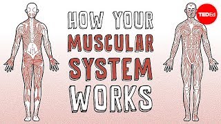 How your muscular system works  Emma Bryce [upl. by Loralie]