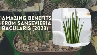 Amazing Benefit From Sansevieria Bacularis 2023 [upl. by Ives]