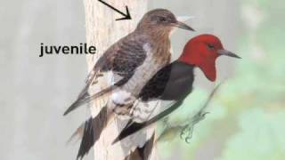 RedHeaded Woodpecker [upl. by Friederike]