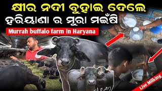 ମୁରା ମଇଁଷି ପାଳନ  murrah buffalo Farming  Murrah buffalo live milking  Krushak sathi odisha [upl. by Paver]