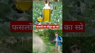 3 in 1 स्प्रे  fertilizer insecticide fungicide [upl. by Elac]