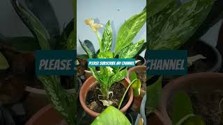 Beautiful Aglaonema Plants Varieties in My Garden nature song shorts short garden [upl. by Fanya]