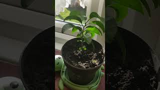 Orange Plant update [upl. by Notsud]