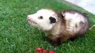 Mary Cummins Animal Advocates Opossum eating strawberries [upl. by Crowns]