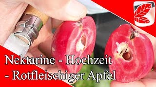 Nektarine  Hochzeit  Rotfleischiger Apfel [upl. by Acessej]