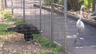 Eagle attacks bird at Featherdale Wildlife Park Sydney Australia [upl. by Fasa756]