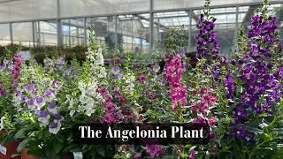 The Angelonia Plant [upl. by Ybot]