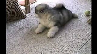 Malamute Puppy Scoldingmpg [upl. by Niemad]