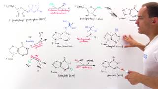 Purine Synthesis [upl. by Okin847]