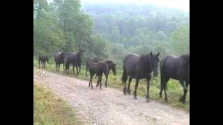 Transhumance de merens dans le couserans [upl. by Abram833]