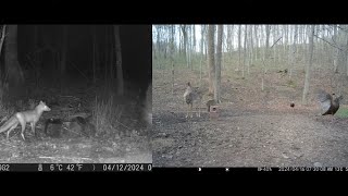 41824 Turkey’s Fox Tailless Raccoon amp Spring Beauty morelmushrooms whitetaildeer nature [upl. by Drofnas86]